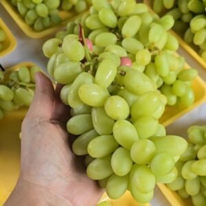 Uva sem semente Verde