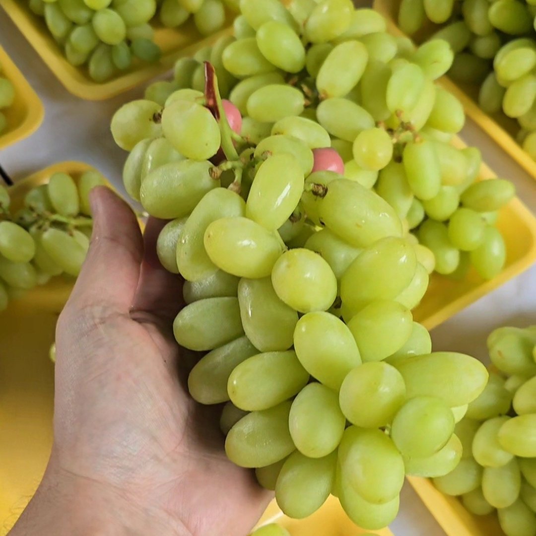 Uva sem semente Verde