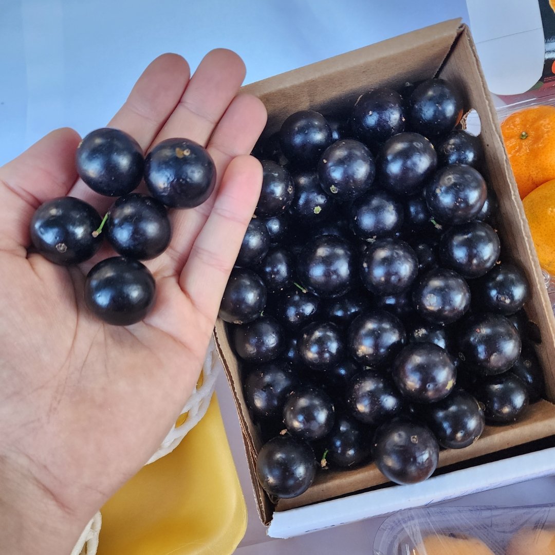 Jabuticaba